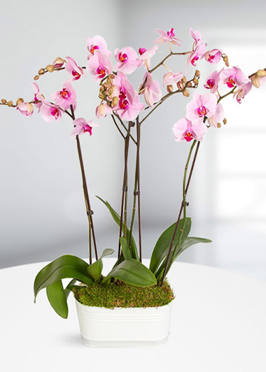 4 dallı pembe orkide 4 dallı pembe orkide